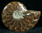 Cleoniceras Ammonite Fossil - Madagascar #7357-2